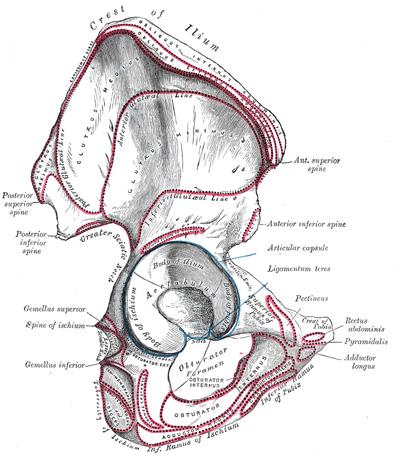 13 KUVIO 4. Oikea lonkkaluu lateraalisivulta (Gray s Anatomy 2000) 5.2 SI-nivelen toiminnallinen anatomia Ihmisen vartalo, pää ja yläraajat luovat jatkuvaa painetta SI-niveleen.