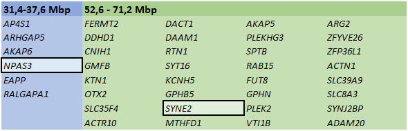 27 5.3 Kandidaattigeenit SYNE2 ja NPAS3 Menetelmät-osiossa esiteltyjen kriteerien mukaan alueilta 31,4-37,6 Mbp sekä 52,6-71,2 Mbp kartoitettiin mahdolliset migreenin tai epilepsiaan kytkeytyvät
