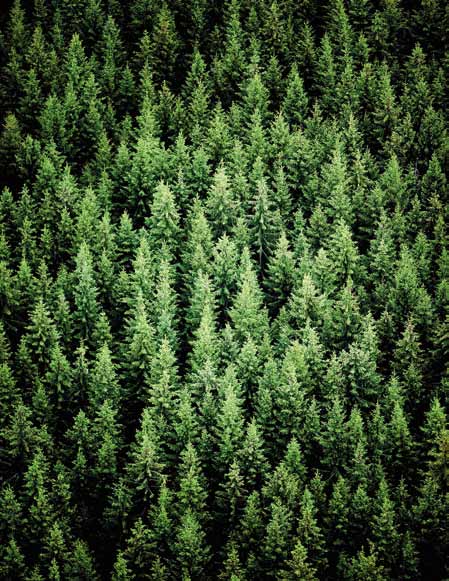 Puu on tärkeä osa elämää, se on läsnä kaikkialla arjessamme. Siksi suomalaiset, hyvin hoidetut metsät ovat meille kaikille arvokas pääoma.