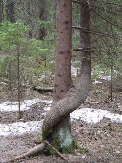 osuuden yhteismetsään Edellytyksenä kiinteistön omistajan ja yhteismetsän välinen sopimus. Sopimuksessa on syytä mainita luovutettavaa aluetta koskevan osuuden suuruus tai ainakin laskentaperuste.