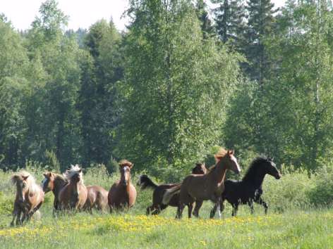 Hevosyritysten toimintamuotoja Hevoskasvatus / siittolat Ravivalmennus