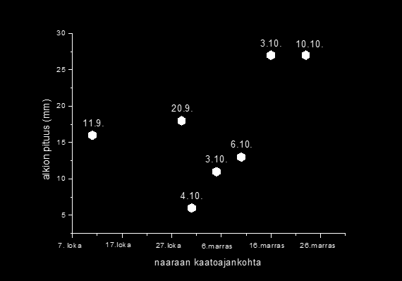 RKTL:n työraportteja 13/2012 Kuva 30. Markgrenin (1969) mukaan määritetyt hirvenalkioiden hedelmöittymisajankohdat syksyllä 2011.