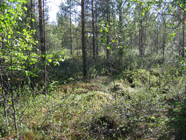 Kenttäkasvillisuutta leimaa runsas vaivaiskoivikko. Muita yleisiä lajeja ovat juolukka (Vaccinium uliginosum), suopurssu (Ledum palustre) ja kanerva.