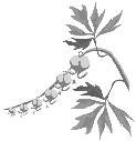 MUUT KÖYNNÖKSET Säleikkövilliviini Parthenocissus quinquefolia V 5-8 m Nopeakasvuinen köynnös. Upea syysväri! Humala Humulus lupulus VI 2-5 m Ruohovartinen.