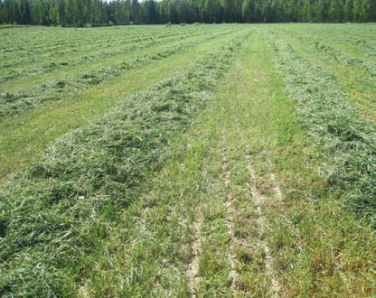 Jos hivenlannoituksesta ei ole huolehdittu eikä edes tiedetä pellon hiventilannetta, heijastuu se satotasoon ja karjan terveyteen.