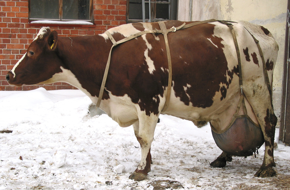 Suomalaisilla maitotiloilla eläinten olosuhteet vaihtelevat: edelleenkin on pieniä maitotiloja, joilla lehmät laiduntavat kesäisin ja joilla eläinten hoidosta huolehditaan yksilöllisesti.