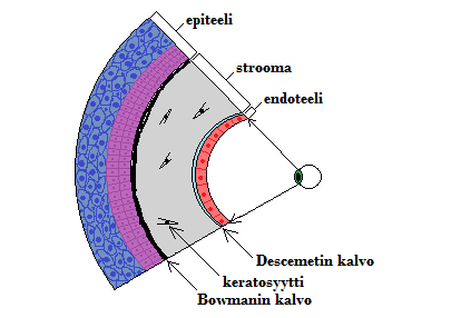 1 JOHDANTO 1.1 Sarveiskalvo Näkeminen on mahdollista läpinäkyvän ja verisuonettoman sarveiskalvon ansiosta. Sarveiskalvon tehtävä on suojella silmää sekä läpäistä ja taittaa valoa.