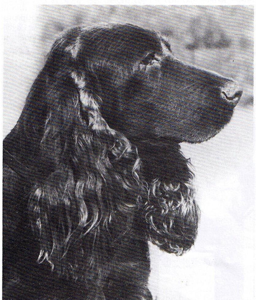 1 FIELDSPANIELIEN ROTUKOHTAINEN JALOSTUKSEN TAVOITEOHJELMA 2014-2018 Hyväksytty Suomen Spanieliliitto ry:n