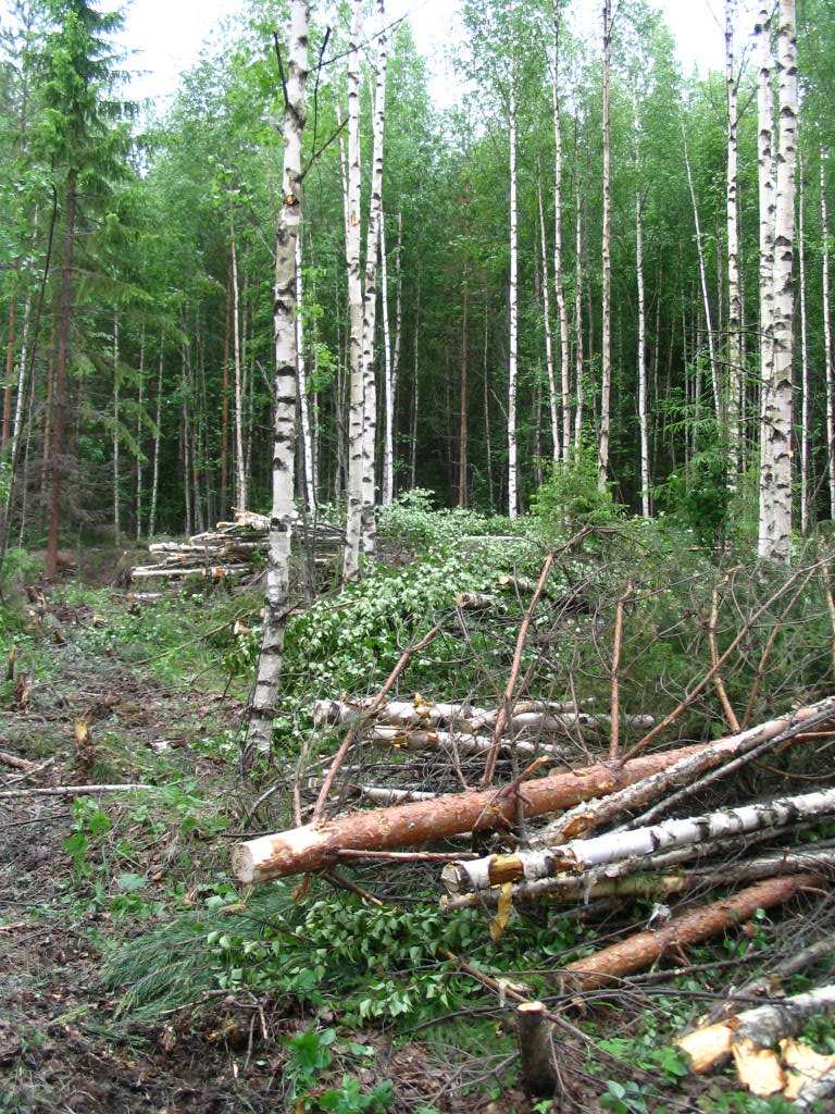 Kesähakkuussakin on