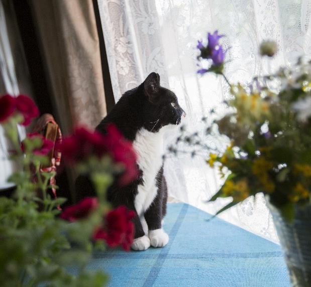 Lisäksi tuetaan maaseudun elinkeinotoimintaa uusien työpaikkojen ja yritysten luomiseksi. Leader-toiminnalla edistetään nyt myös kaupunkialueiden toimintaa Salon ja Lohjan keskustojen alueilla.