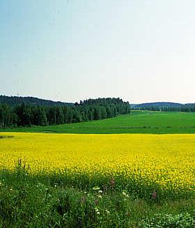 g/kg Examples of intersectoral work (1/3) Development of Finnish Rapeseed oil Change in fat content of Finnish cow milk 45