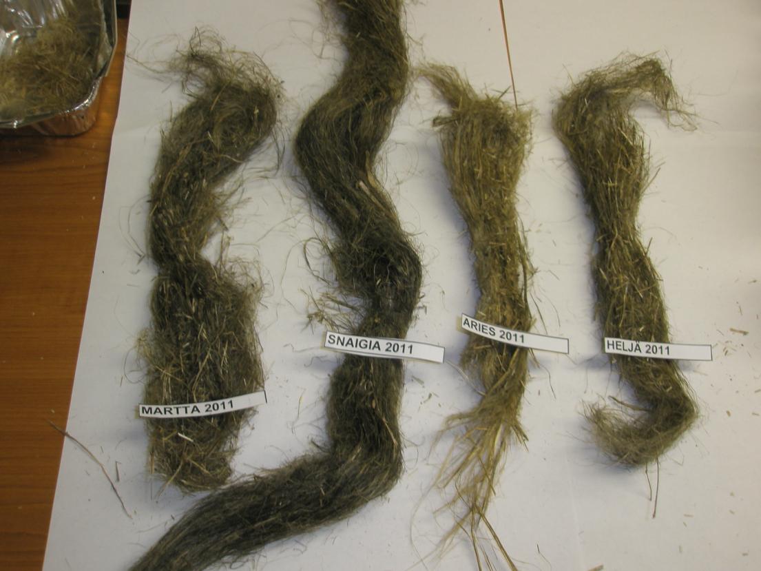 Kuva 37. Kuitu- ja öljypellavalajikkeiden pitkän kuidun näytteet Piikkiön kokeesta vuonna 2011 (Kuva: Martta Suutari) Kuva 38.