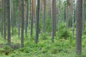 Metsävarat Suomi on Euroopan metsäpeitteisin valtio.