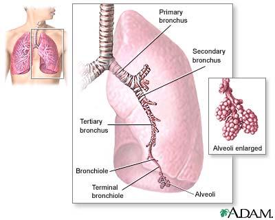 Ihmisen keuhkot Hengitys vs.