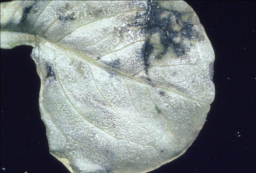 Salaatinlehtihome Salaatinlehtihome (Bremia lactucae) aiheuttaa lehtiin lehtisuonten rajaamia, ruskeita kuoliolaikkuja, joissa muodostuu hentoa vaaleata homekasvustoa.