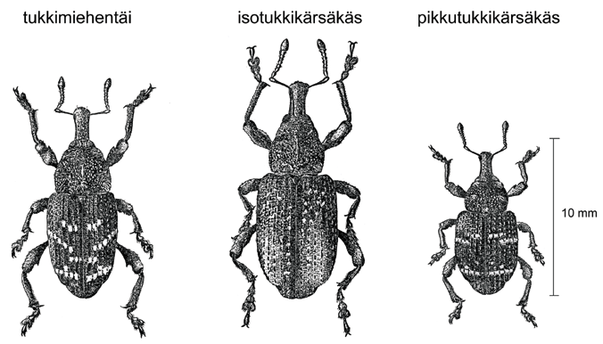 TAIMIUUTISET 2 2011 Pikkutukkikärsäkäs, uusvanha metsätuholainen Ossi Miettinen Itä-Suomen yliopisto, luonnontieteiden ja metsätieteiden tiedekunta Suomessa tukkikärsäkkäiden suvusta esiintyy neljä