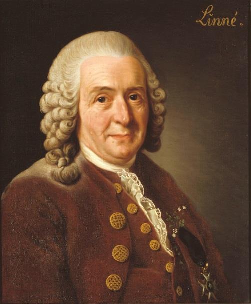 Eliökunnan luokittelu Taksonomisen järjestelmän luoja ruotsalainen Carolus Linnaeus eli Carl von Linné (1707-1778) enkeleineen (mm. Turun professori Pehr Kalm).