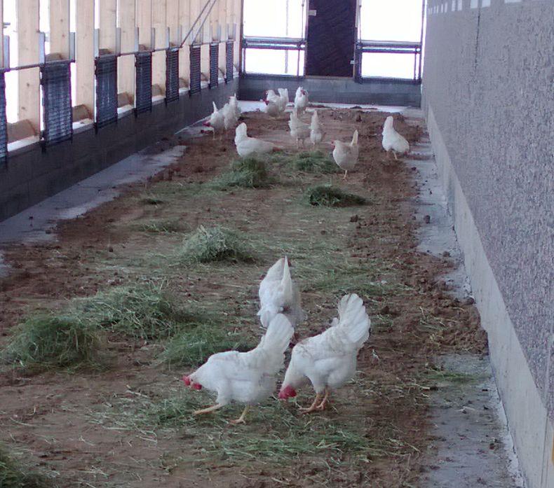 UUSINTA UUTTA: Ulkokanat eli free range -tuotanto.