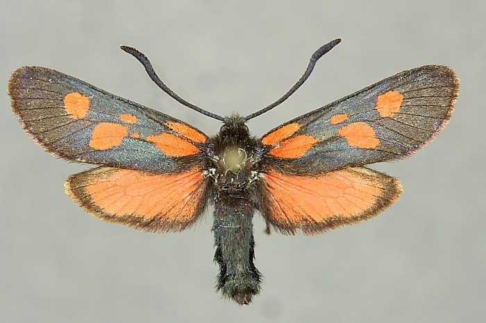 Teksti: Harri Jalava (Perhoswiki 2015-05-02) Kuvat: Kuvapankki (http://insects.