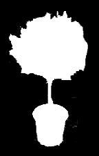 Iso TERASSI- HORTENSIA 14,95/kpl Uusi erä saapuu perjantaina 5 kpl 40,- 25,- MALJAKÖYNNÖS 14,95/kpl Upeat KÄRHÖT (taimen kork. n. 70cm).