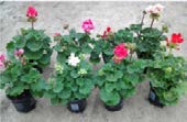 GreenCare PUUCEE KOMPOSTI- KUIVIKE 50L 6 99 MARKETAT 2,99 KPL EURO PUUTARHA- MULTA 60L 3,99/sk 3 sk 9,-(0,05/L) LAVAKAUPALLA 99,- (42sk/lava) + lavapantti TURVE 100L 3,99/sk 3 sk (0,03/L)