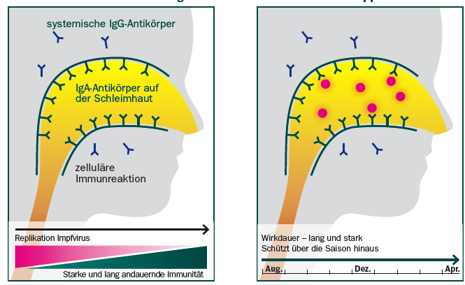 Replication in nasal cavity creates the immune response Nasal spray Replication in Immune status after 10-14 Mucosa days Activation of the immune Systemic IgGantibodies systems ~ 33 C Mucosal IgA