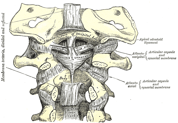 7 KUVA 2. Erityisesti rotaatio- ja lateraaliflexiosuuntien stabiliteetistä C1/2- segmentissä huolehtivat alaria-ligamentit (Gray s anatomy 2000).