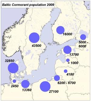 2014). Kuva 3. Pesivien merimetsoparien määrä Itämerellä vuonna 2009.