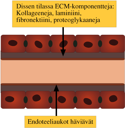 K u v a 5. Maksakirroosin histologia.