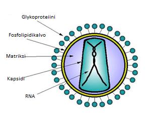 20 Retrovirus Retrovirukset (Retroviridae) kuuluvat ssrna-rt virusten ryhmään. Nimi retro lat.