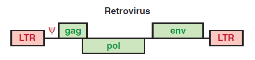 Retrovirukset olivat ensimmäisiä viruksia, joista muokattiin viraalisia vektoreita terapeuttisiin tarkoituksiin (Millet ym. 1992).