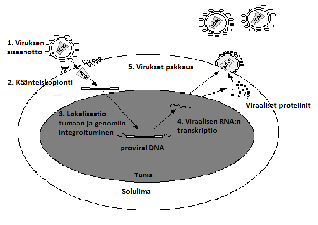 21 Retrovirionin kahta ssrna molekyyliä ympyröi kapsidi ja sen ulkopuolella oleva fosfolipidikalvo, joka on peräisin infektoidusta solusta (Kuva1) (Liu ym. 2010).