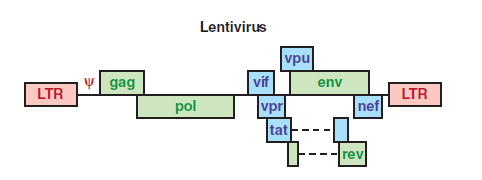 22 Lentivirus Retrovirusten ryhmään kuuluvien lentivirusten genomissa on gag, pol ja env avointen lukukehysten lisäksi kolmesta kuuteen viraalista proteiinia koodittavaa geeniä, jotka ovat osallisena
