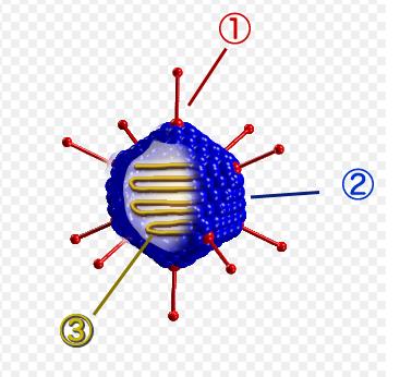 23 Adenovirus Adenovirukset ovat adenoviridae-heimoon kuuluvia viruksia, jotka infektoivat jakautuvia ja jakautumattomia soluja. Niiden erilaisia serotyyppejä tunnetaan yli 50.