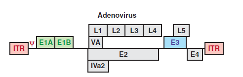 Viruksen kapseli koostuu heksoosi-proteiinien muodostamasta kuoresta, johon on yhdistettynä penton kapsomeerejä (kuva 12). Kuva 12.