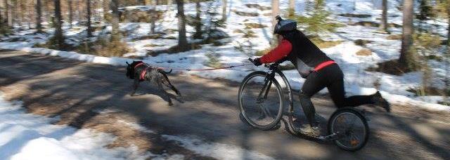 Yhden/kahden koiran kärry Kilpailuissa paljon osallistujia Nopeudet kovia, erittäin raskasta