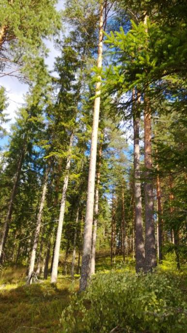 Luontomme tarjoaa mahdollisuuden vihreään