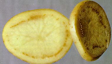 Kuva1. Perunan vaalea rengasmätä ilmenee mukulan johtojännekehässä ensin vaaleana bakteerilimana, joka myöhemmin muuttuu ruskeaksi (Kuva: MTT kokoelmat).
