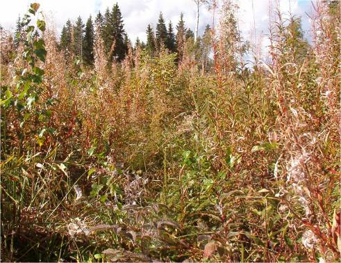 HEINÄÄMINEN poistetaan taimia haittaava kasvusto taimien ympäriltä Mekaaninen heinääminen esim.