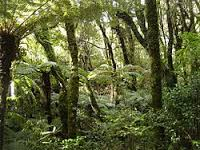 4. Subtrooppiset sademetsät Ilmasto: Subtrooppiset sademetsät sijaitsevat subtrooppisen vyöhykkeen itäosissa, joissa sataa paljon lämpimien merivirtojen takia,vuoden keskilämpötila on 13 18 astetta,