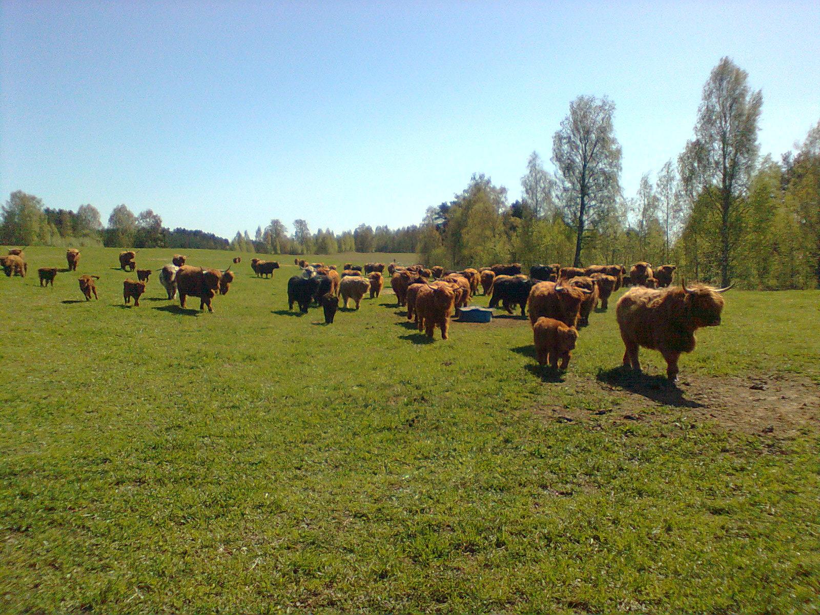 Esityksen sisältö