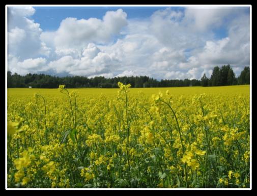 ALITUOTANTOKASVIT TEOLLISUUDESSA, TARPEET JA TOIVEET Kaija Viljanen 14.3.