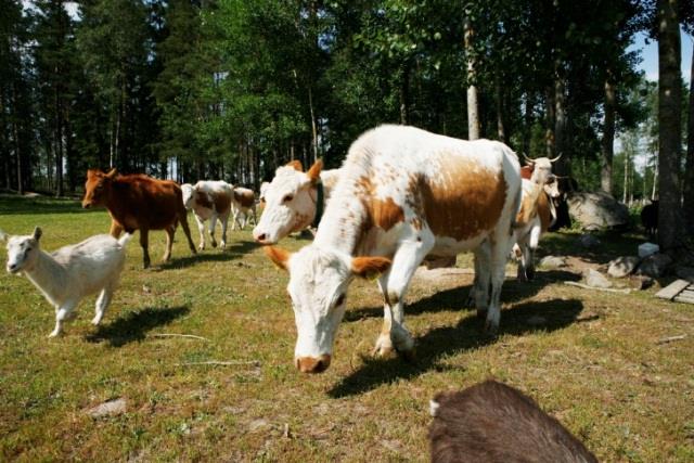 Maatalousluonnon monimuotoisuuden ja maiseman hoito Perinnebiotooppi (esim.