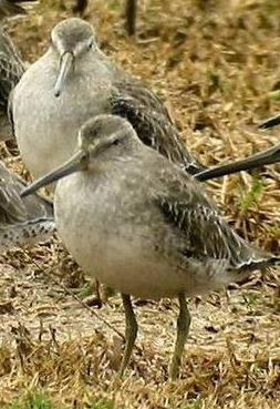 tasaisemman harmaa. Tämä ero on mainittu myös kirjallisuudessa (Shorebirds).