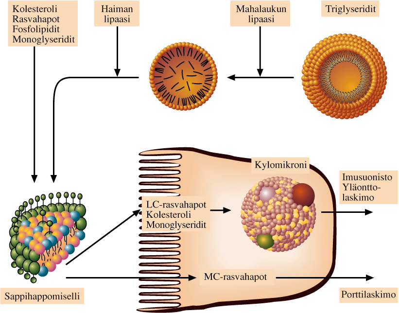 Proteiinit pilkkoutuvat aminohapoiksi ja pieniksi peptideiksi Mahalaukun pepsiini ja haiman proteolyyttiset entsyymit pilkkovat ruokasulan proteiinit oligopeptideiksi.