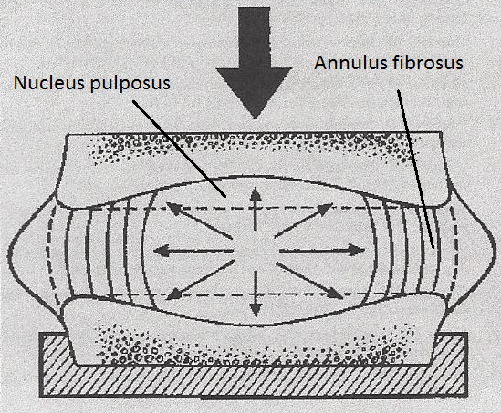 Välilevyn toiminta tehokkaana iskunvaimentajana riippuu sekä nucleus pulposuksen vedensitomiskyvystä että annulus fibrosuksen elastisuudesta (Toombs & Waters 2002).