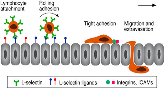 Intiman lipoproteiinit muuttavat adheesiomolekyylien eksperssiota endoteelin pinnalla Rasvajuosteen synty LDL-hiukkaset modifioituvat Monosyytti Leukocyte Leukosyyttien adheesio attachment Tiukka