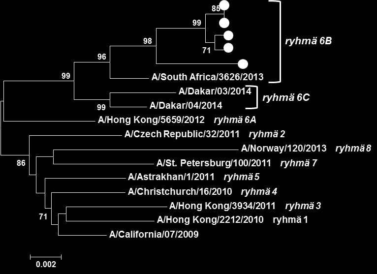 Influenssa A(H1N1)pdm09 -virusten geneettinen sukulaisuus Epideemiset virukset merkitty sinisin ja punaisin (tehohoito) ympyröin.