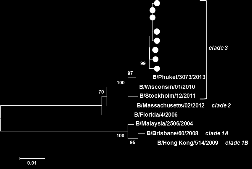 Influenssa B -virusten geneettinen sukulaisuus Epideeminen virus merkitty sinisin ympyröin. Referenssiviruskannat mustalla Rokotevirus kaudelle 2014/15 punaisella ja 2015/16 sinisellä.