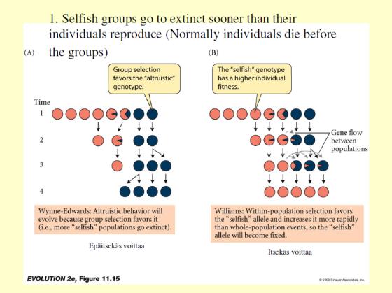 Altruismi Altruismi ja ryhmävalinta Yksilö auttaa toista yksilöä ilman mahdollisuutta vastapalvelukseen -Auttaja maksaa kustannuksen Epäitsekäs toiminta, josta kustannuksia - hukkuvan